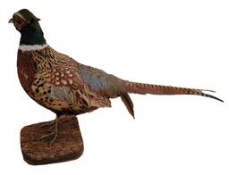 Taxidermy Pheasant