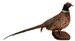 Taxidermy Pheasant