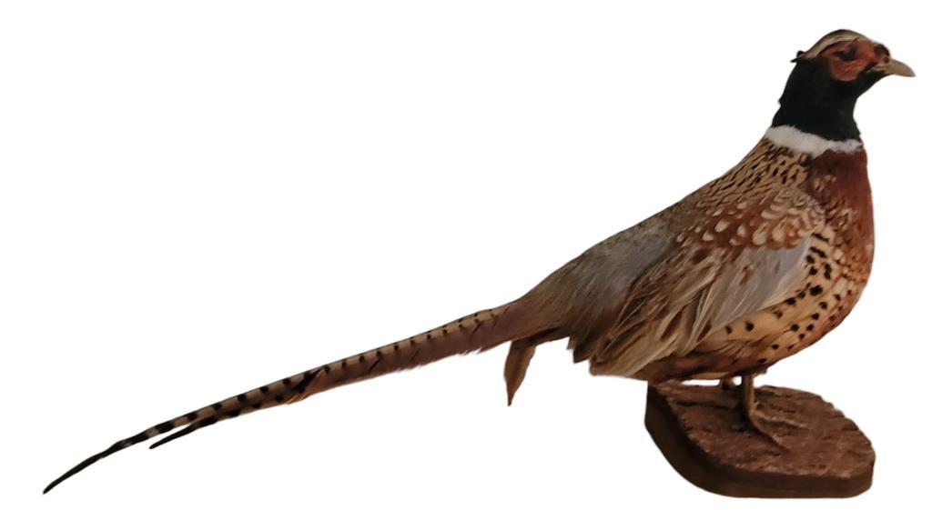 Taxidermy Pheasant