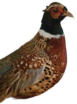 Taxidermy Pheasant