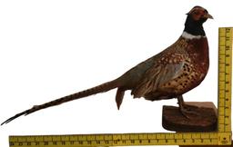 Taxidermy Pheasant
