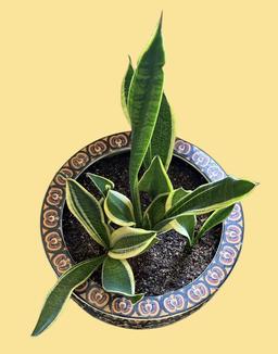Fish Bowl with Snake Plant--18 1/2" Diameter,