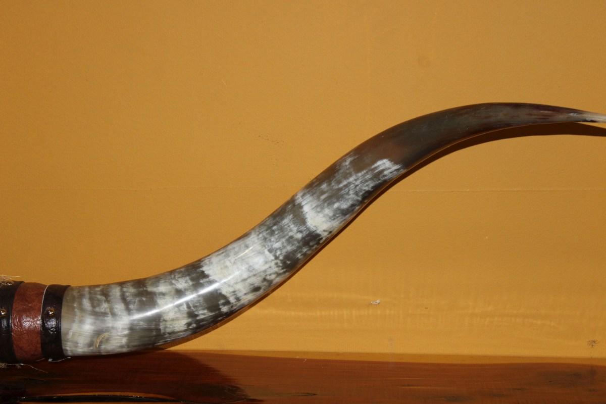 Large Wrapped Steer Horns