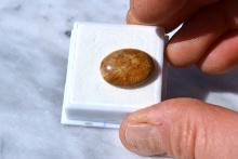 13.98 Carat Fine Fossilized Coral Cabochon