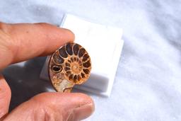 24.31 Carat Fine Fossilized Ammolite