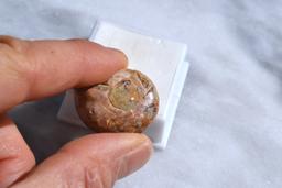 24.31 Carat Fine Fossilized Ammolite