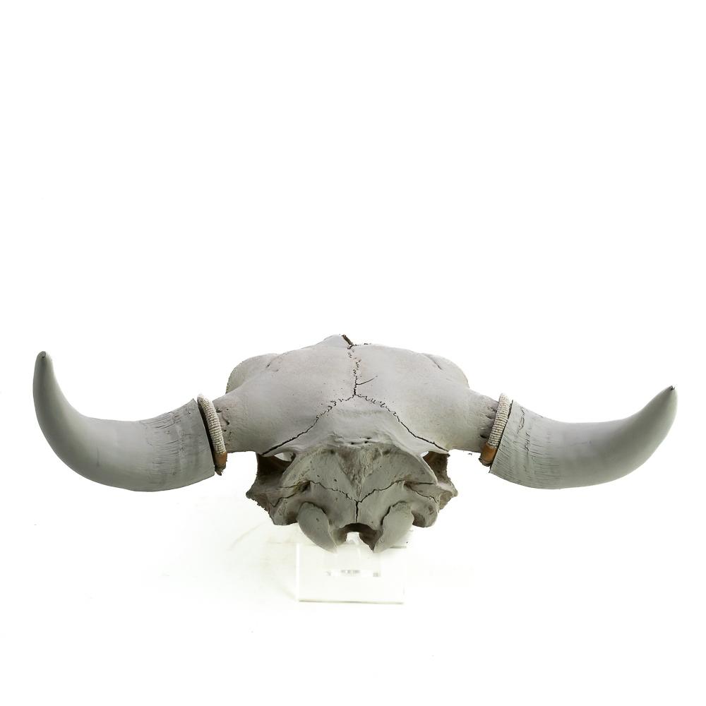 American Bison Buffalo Skull