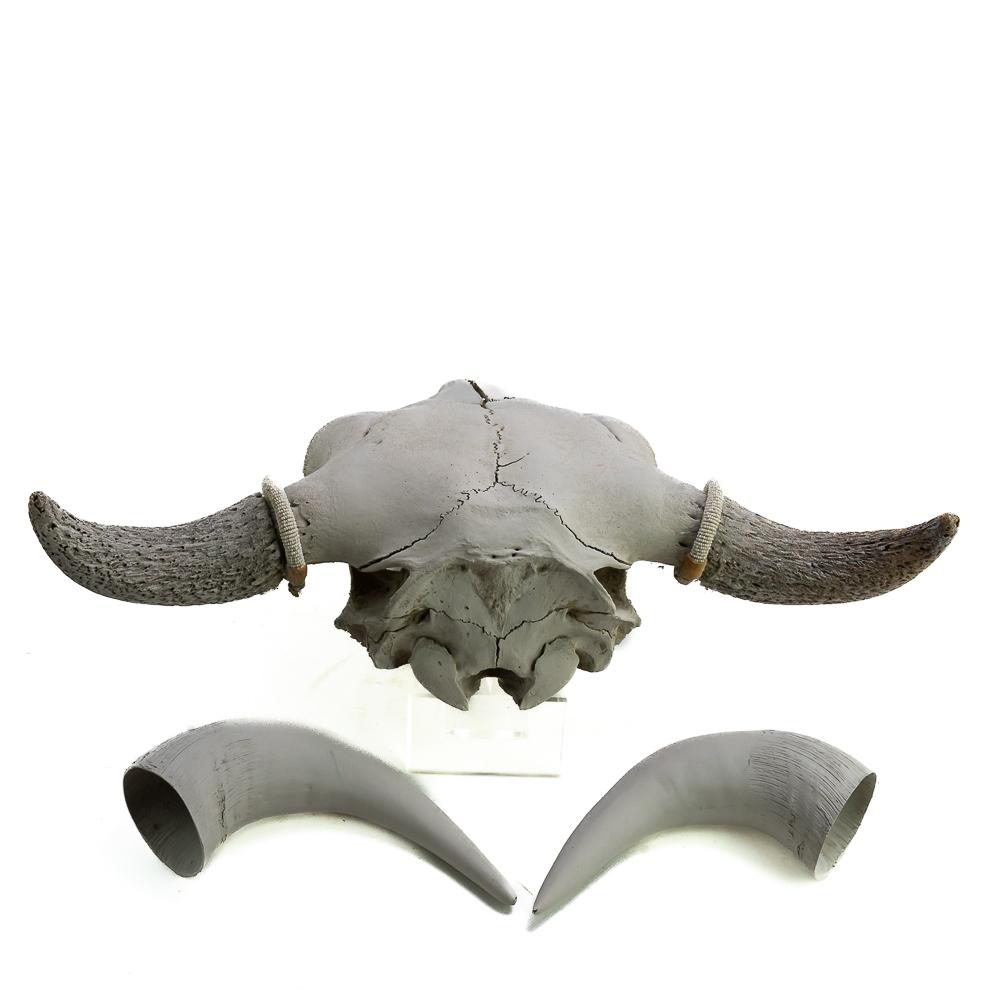 American Bison Buffalo Skull