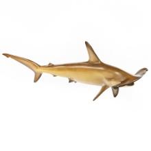 Golden Hammerhead Shark Full Mount Taxidermy