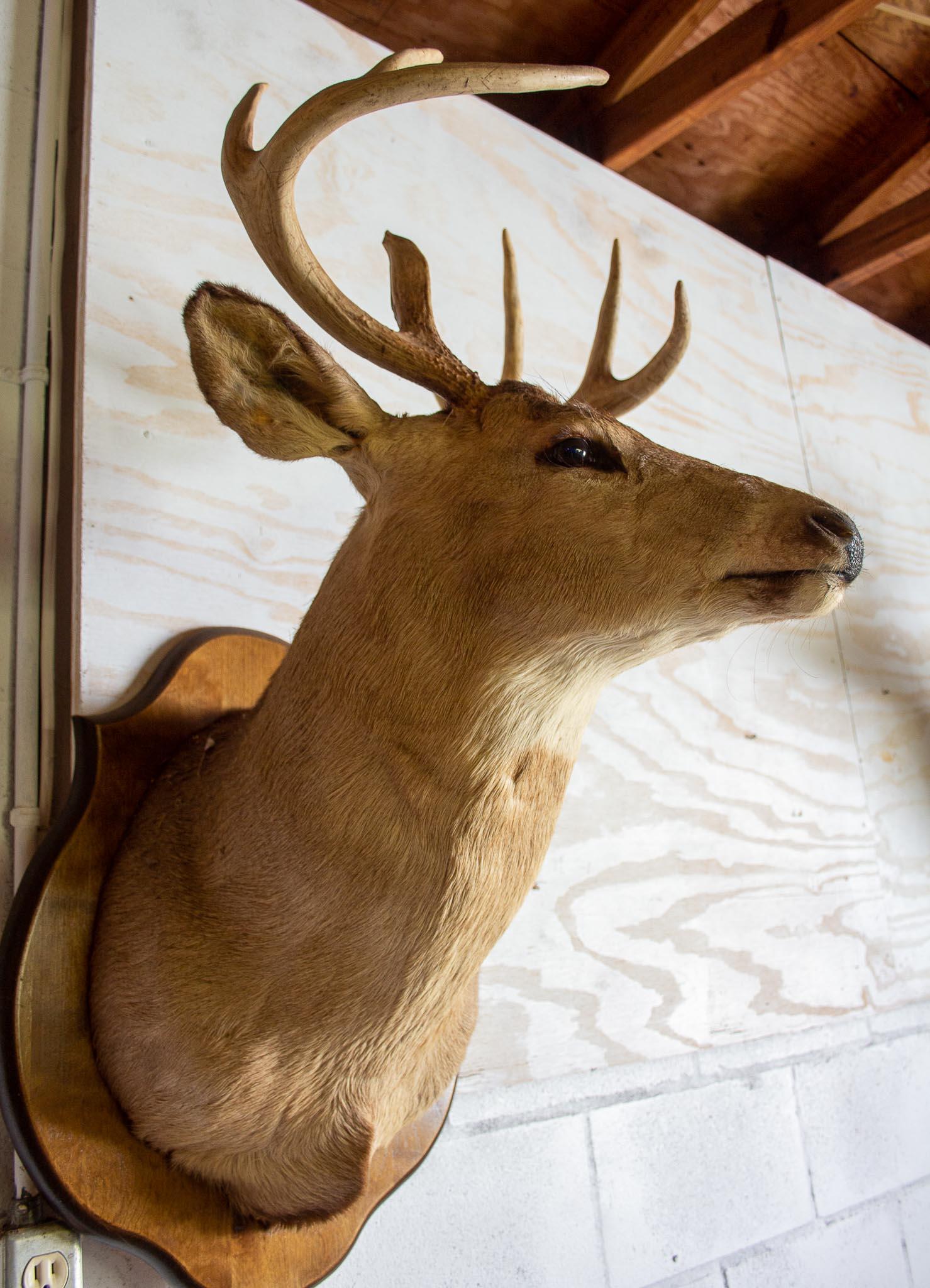 White Tail  Buck