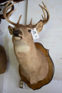 White Tail  Buck