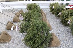 Norway 3' Spruce  X5=$
