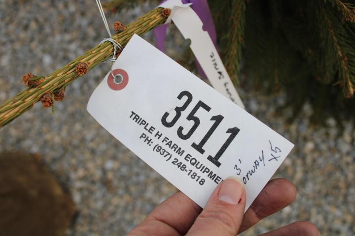 Norway 3' Spruce  X5=$