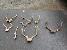 Antler Collection