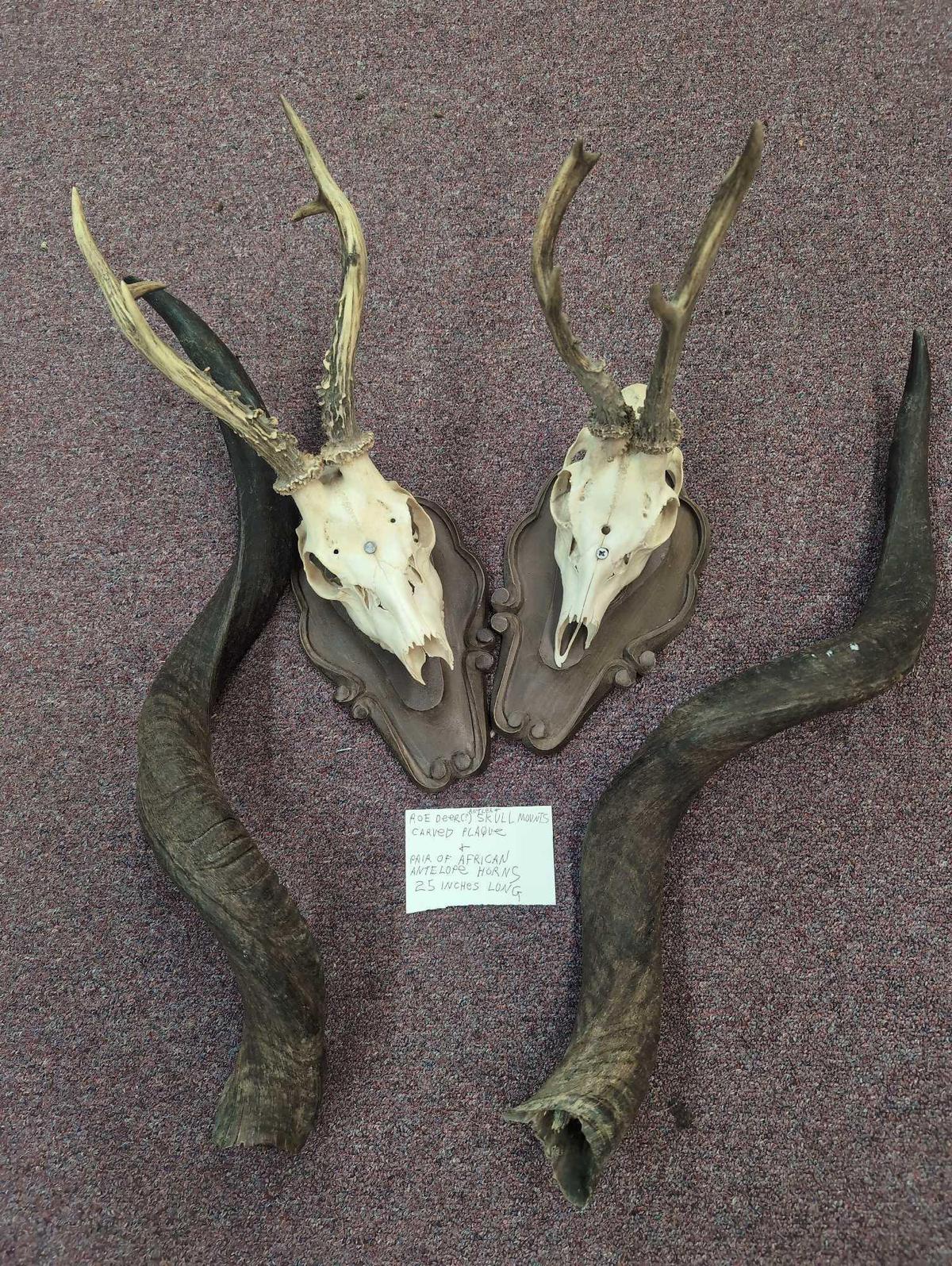 antelope horns two roe deer skull mounts