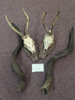 antelope horns two roe deer skull mounts