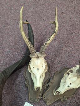 antelope horns two roe deer skull mounts