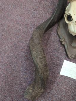 antelope horns two roe deer skull mounts