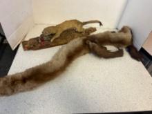 weasel mount and mink collar