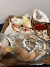 Seashell collection