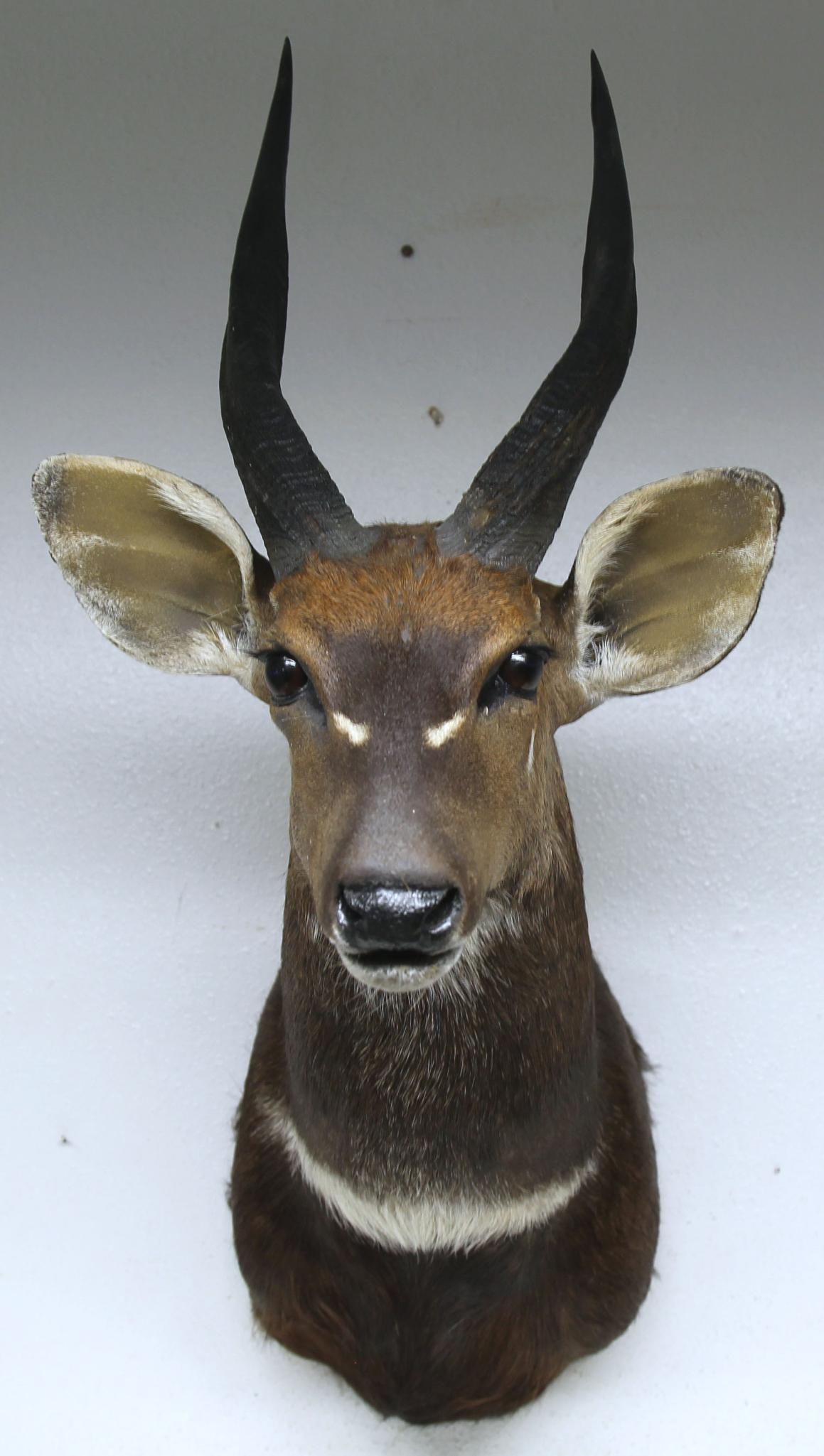 African Bushbuck Taxidermy Shoulder Mount - LOCAL PICKUP ONLY WITHIN 30 DAYS