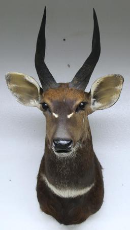 African Bushbuck Taxidermy Shoulder Mount - LOCAL PICKUP ONLY WITHIN 30 DAYS