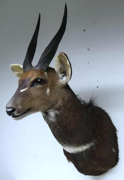 African Bushbuck Taxidermy Shoulder Mount - LOCAL PICKUP ONLY WITHIN 30 DAYS