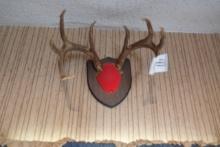 ANTELOPE/DEER MOUNT X1