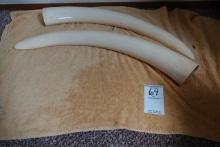 PAIR OF IVORY TUSKS