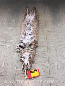 BOBCAT PELT