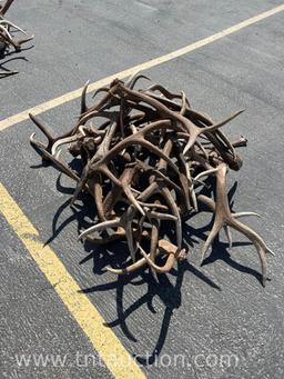 MISC ELK ANTLERS