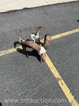 2 BIG HORN SHEEP