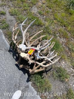 7 SKULL CAPPED 1 DEER HEAD ANTLERS