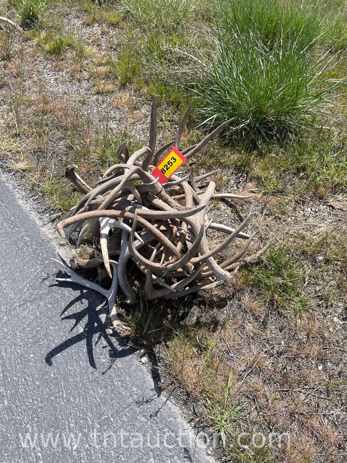 MISC DEER ANTLERS