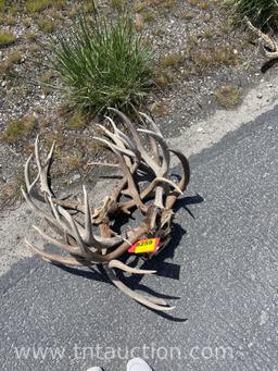 5 SKULL CAPPED DEER ANTLERS