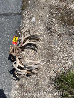 5 SKULL CAPPED DEER ANTLERS