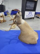 Whitetail Deer Mount