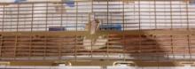 Danchuk 1957 Chevrolet #460 Gold Grille NOS