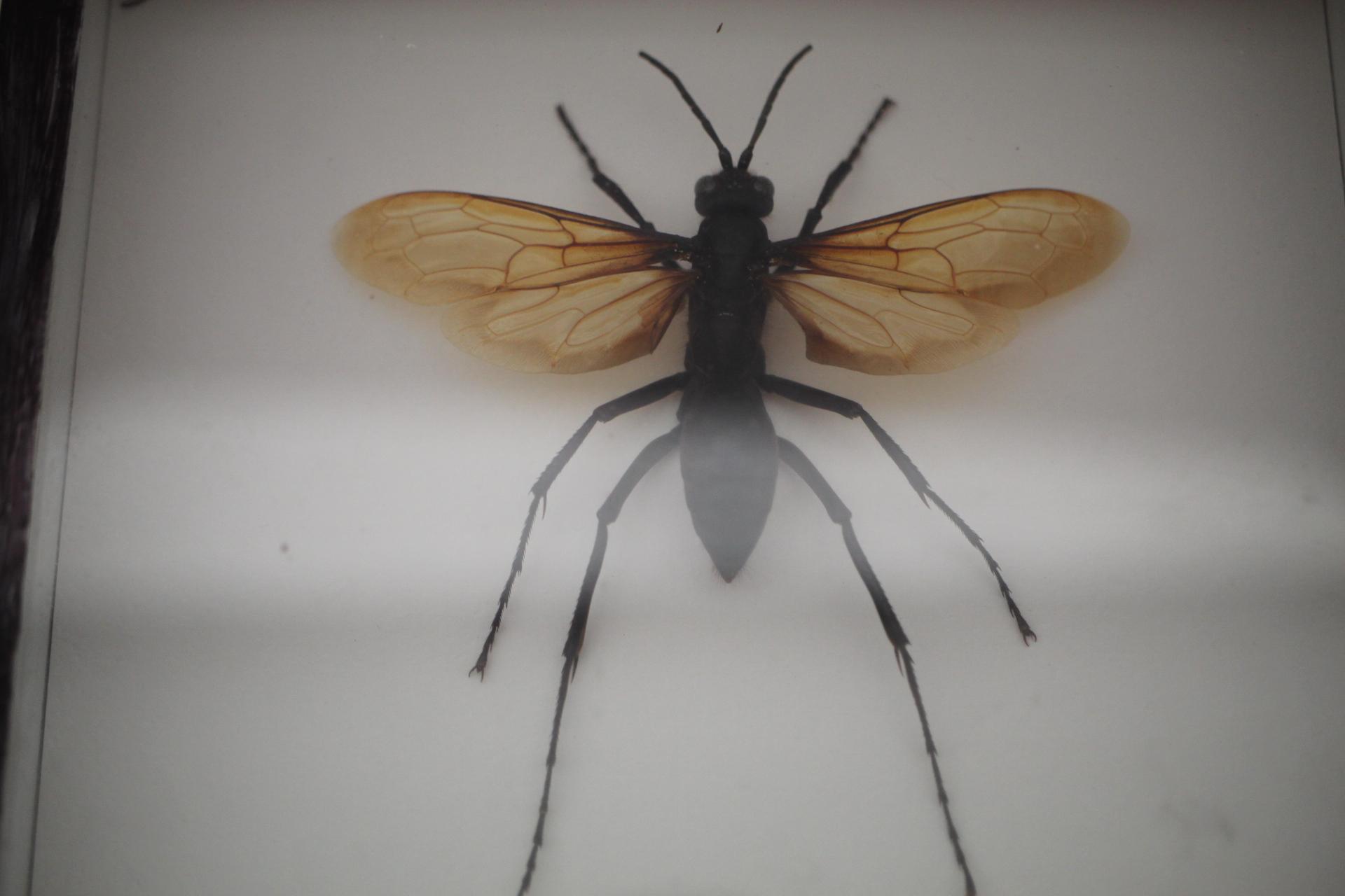 Giant Pepsis Wasp Display, 6 1/2" x 5 3/4"