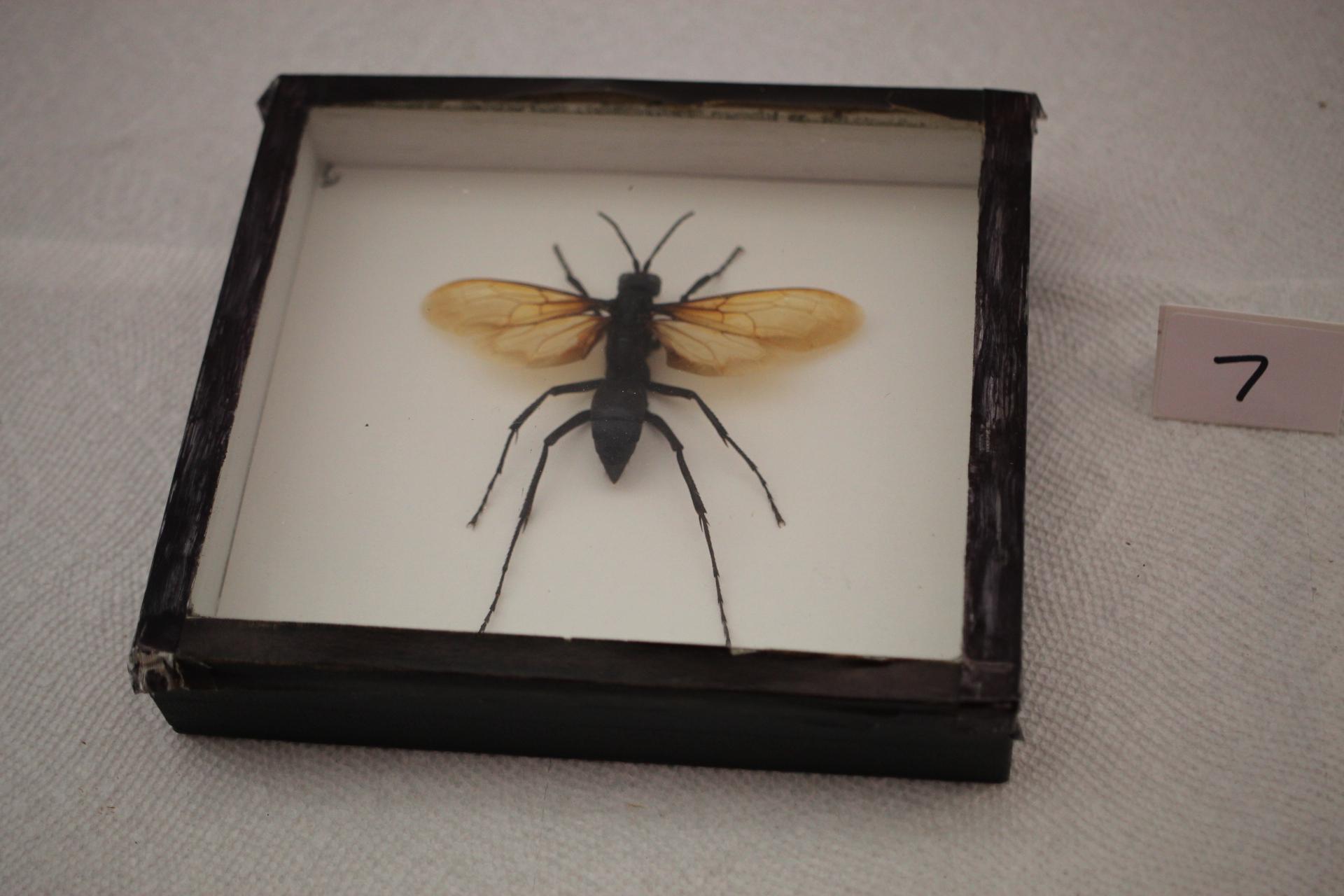 Giant Pepsis Wasp Display, 6 1/2" x 5 3/4"