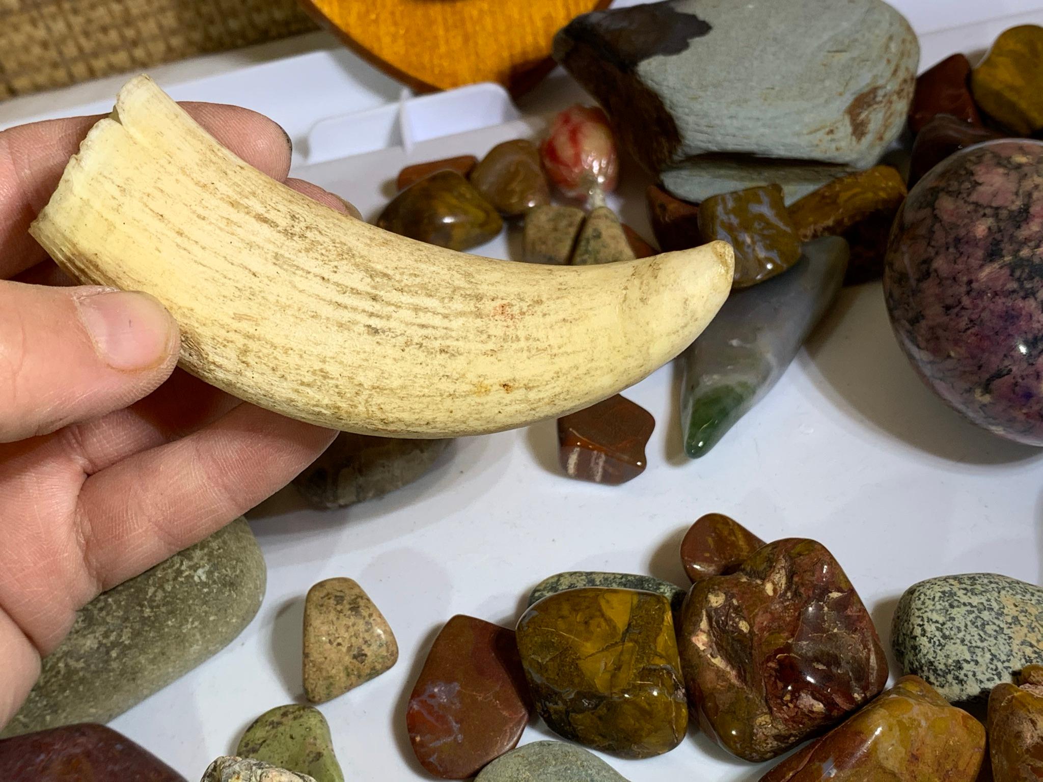 Collection of Rocks, Polished Rocks and a Piece of Bone.