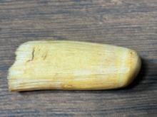 Antique, Old Unworked Ivory Whale Tooth for Scrimshaw