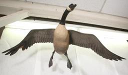full size, life like Ted Hanks 1978 wood carved Canadian Goose in flight
