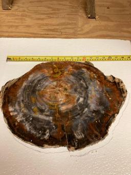 large beautiful petrified wood, slab C