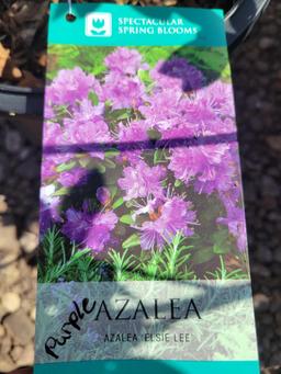 Purple Azaleas bid x 4