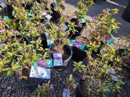 Purple Azaleas bid x 4