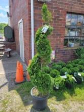 Spiral Green Arborvitae