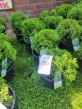 Little Giant Arborvitae bid x 4