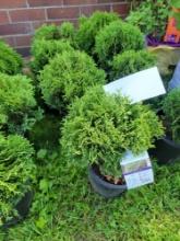 Little Giant Arborvitae bid x 4