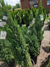 Blue point junipers, bid x 4